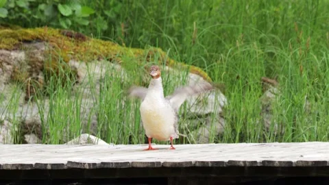 Bird cleaning itself Stock Footage 210856041