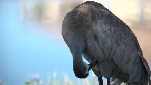 Bird cleaning itself in a golf course in the United States Stock Footage 158744698