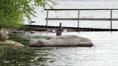 Bird cleaning itself on a rock Stock Footage 210856323