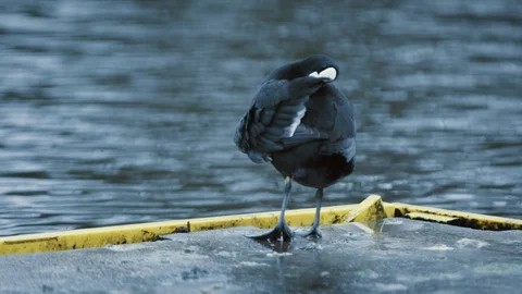Bird cleaning itself on the side of a pier, slow motion Vídeos de archivo 129285309