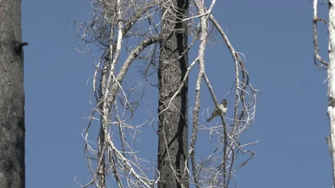 Bird Cleaning Itself While on a Tree Branch Video stock 208764555