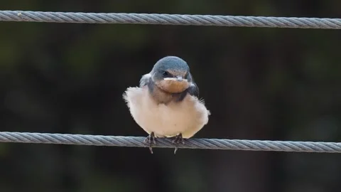 Bird cleaning itself on a wire Video stock 305584381