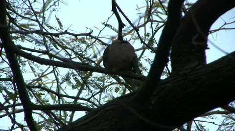 Bird cleaning in tree Stock Footage 342982