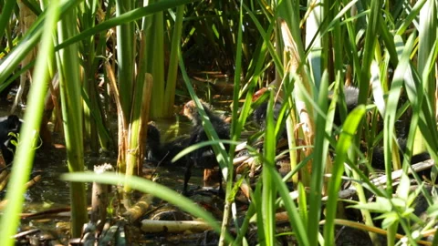 Bird cleans feathers Video stock 120923986