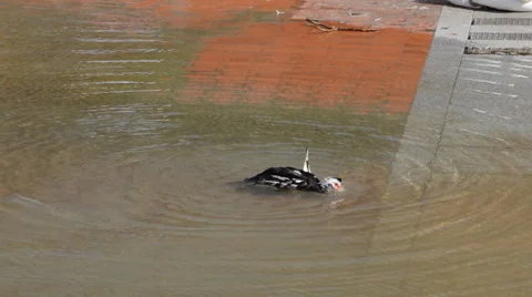 Bird Cleans Itself After Fight Vídeo Stock 48393997