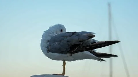 A bird that cleans itself Stock Photos