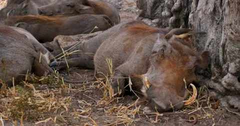 Bird cleans parasites from sleeping Warthog 動画素材 60603567