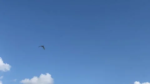 Bird in the clear Sky Stock Footage 327557182