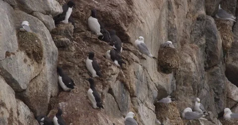 Bird Cliff Close with Gulls and Guillemots Stock Footage 54711265