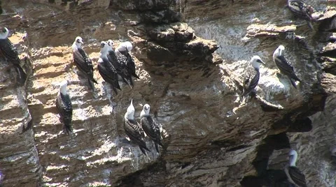 Bird At Cliffs (Paracas, Peru) Stock-Footage 2974378