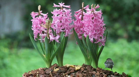 Bird climbs a spring flower Stock-Footage 644119