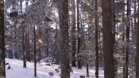 The bird climbs trees. Nuthatch. Winter forest. Stock Footage 70046620