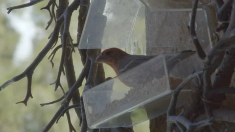 Bird Close Up Eating at Bird Feeder Stock Footage 130830669