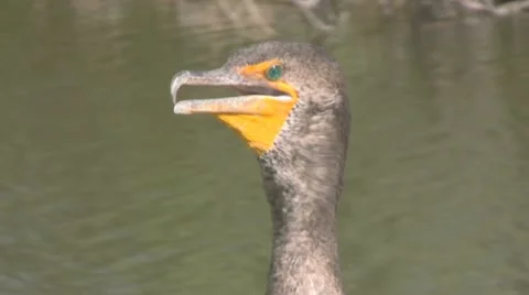 Bird Close Up Face Stock Footage 10723121
