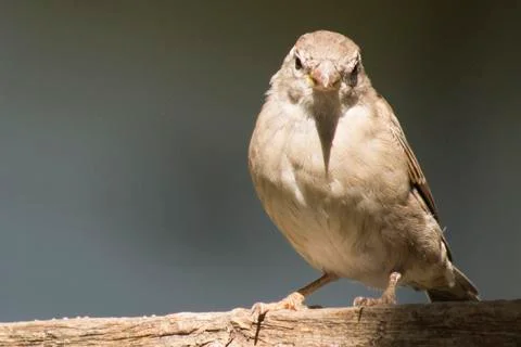 Bird close up on fence Stock Photos