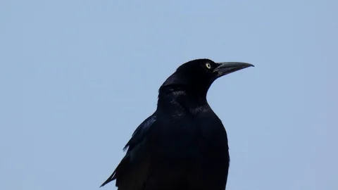 Bird close up Stock-Footage 107570365