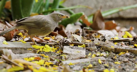Bird close-up. Stock Footage 272585933