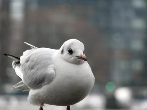Bird Up Close Stock Photos