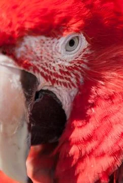 Bird close up Stock Photos