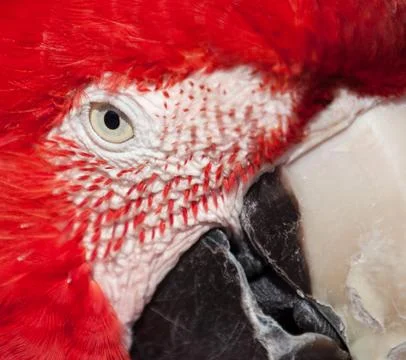 Bird close up Stock Photos