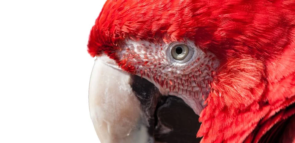 Bird close up Stock Photos