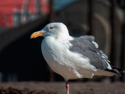 Bird close up 스톡 사진