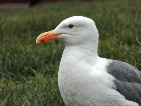 Bird close up 스톡 사진