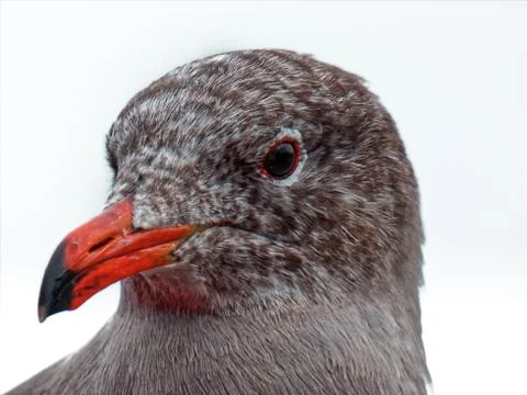 Bird close up 스톡 사진
