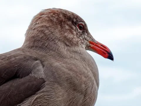 Bird close up Stock Photos