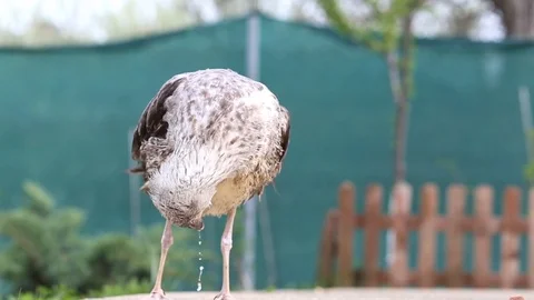 Bird close-up: Seagull in the grass Stock Footage 88703220