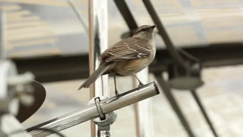 Bird close up shot Stock Footage 131989135