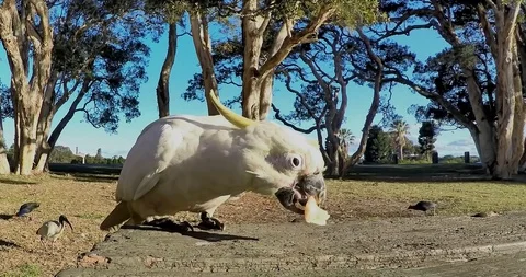 Bird Close Up Slow Motion Stock Footage 112961315