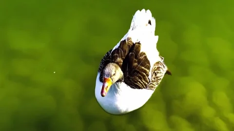 Bird Closeup on Green Background Stock Footage 292821869