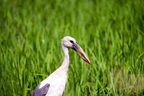 Bird closeup shot Stock Photos