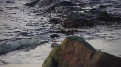 Bird on the coast Stock-Footage 47324527