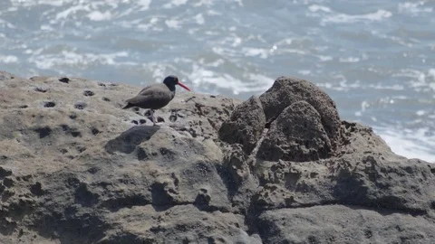 Bird at the Coast 스톡 동영상 85457286