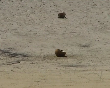 Bird with a coco nut Vidéo 367260