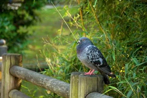 Bird with cold colours Stock Photos