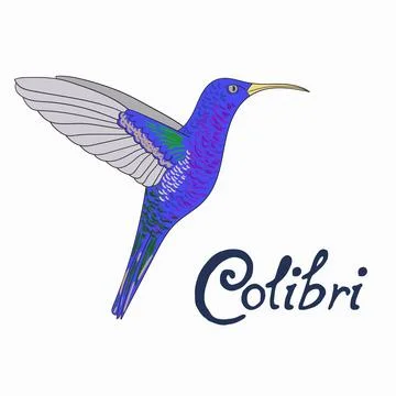 Bird colibri vector illustration Stock Illustration