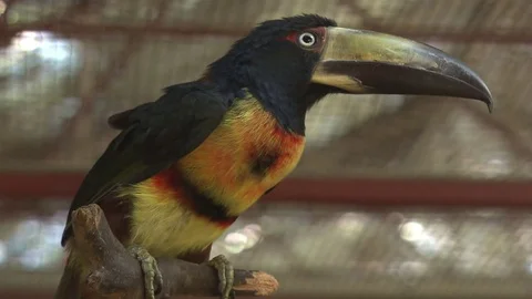 Bird Collared Aracari Pteroglossus Stock Footage 73290932