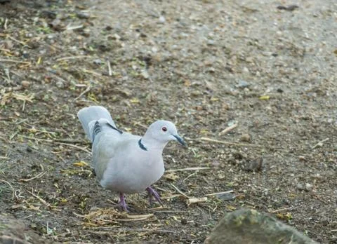 Bird collared dove Foto stock