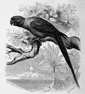 Bird Collared Parakeet Psittacula krameri also called Lesser Alexanders Stockillustratie
