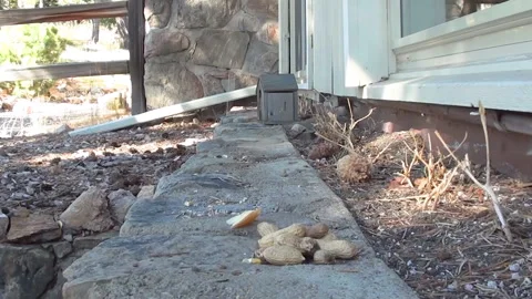 Bird collecting peanuts Stock Footage 138203480
