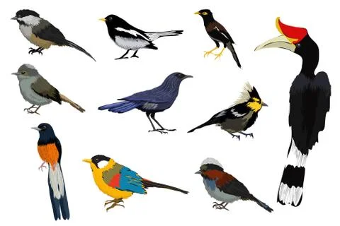 Bird collection Stock Illustration