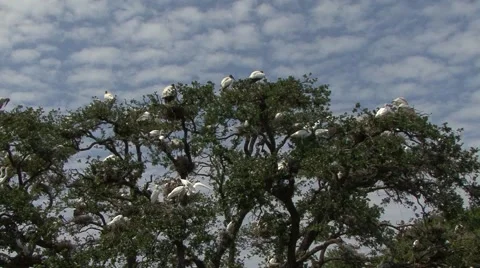 Bird colony 動画素材 41735712