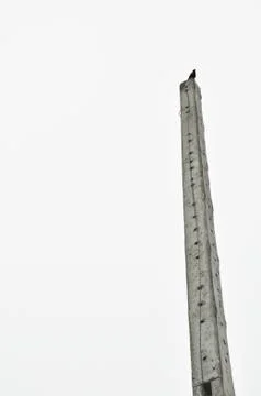 Bird on the column Stock Photos