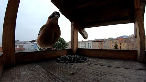 Bird comes to a feeder and eats sunflower seeds at a winter day Stock Footage 101747352