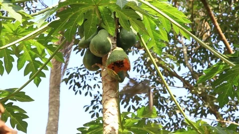 Bird Coming for Papaya Fruit Stock Footage 83048754