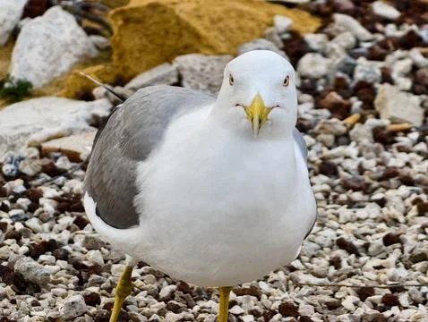 Bird with commanding stare on rocky coast, Seagull exhibits fierce expressi.. Stock Photos