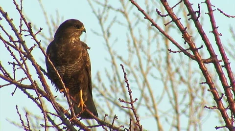 Bird common buzzard looking for a prey landed on a tree Stock Footage 43886303